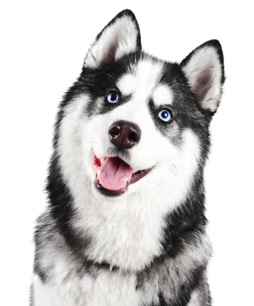 husky
