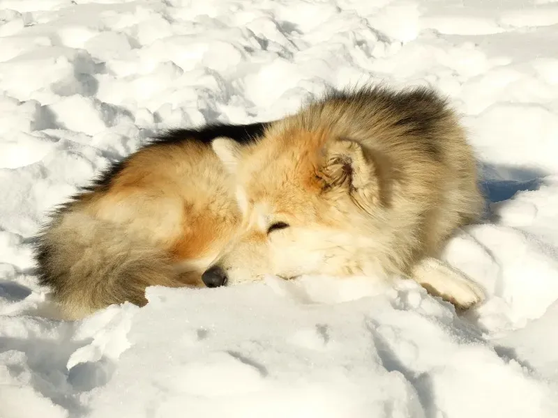 Extrait Nos Terres Inconnues