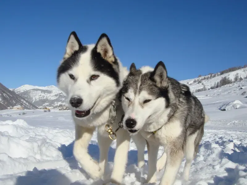 Témoignage d'une journée dans le Queyras