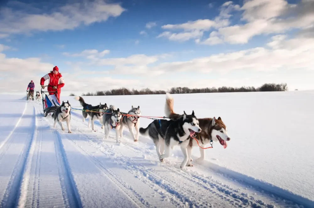Chiens de traîneaux à Saint-Jean la Vêtre