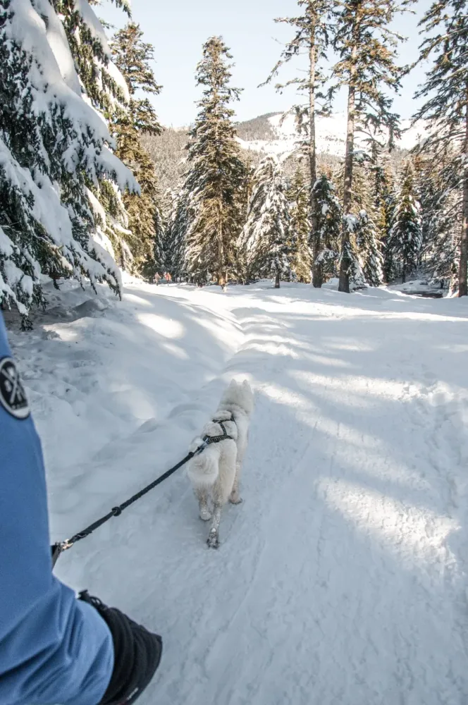 Cani-rando à Saint-Jean la Vêtre
